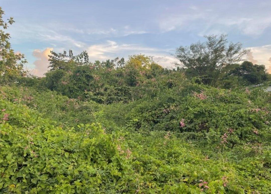 Seventh image of 59 Vincent Street in Lionel Town, Clarendon, Jamaica - property is For Sale