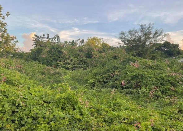 Seventh image of 59 Vincent Street in Lionel Town, Clarendon, Jamaica - property is For Sale
