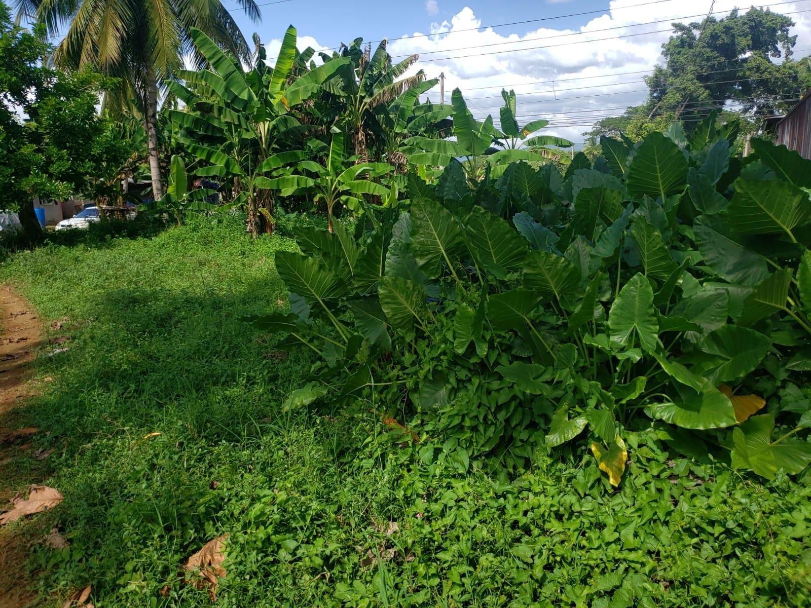 Second image of Land Part of Santa Cruz in Santa Cruz, St. Elizabeth, Jamaica - property is For Sale