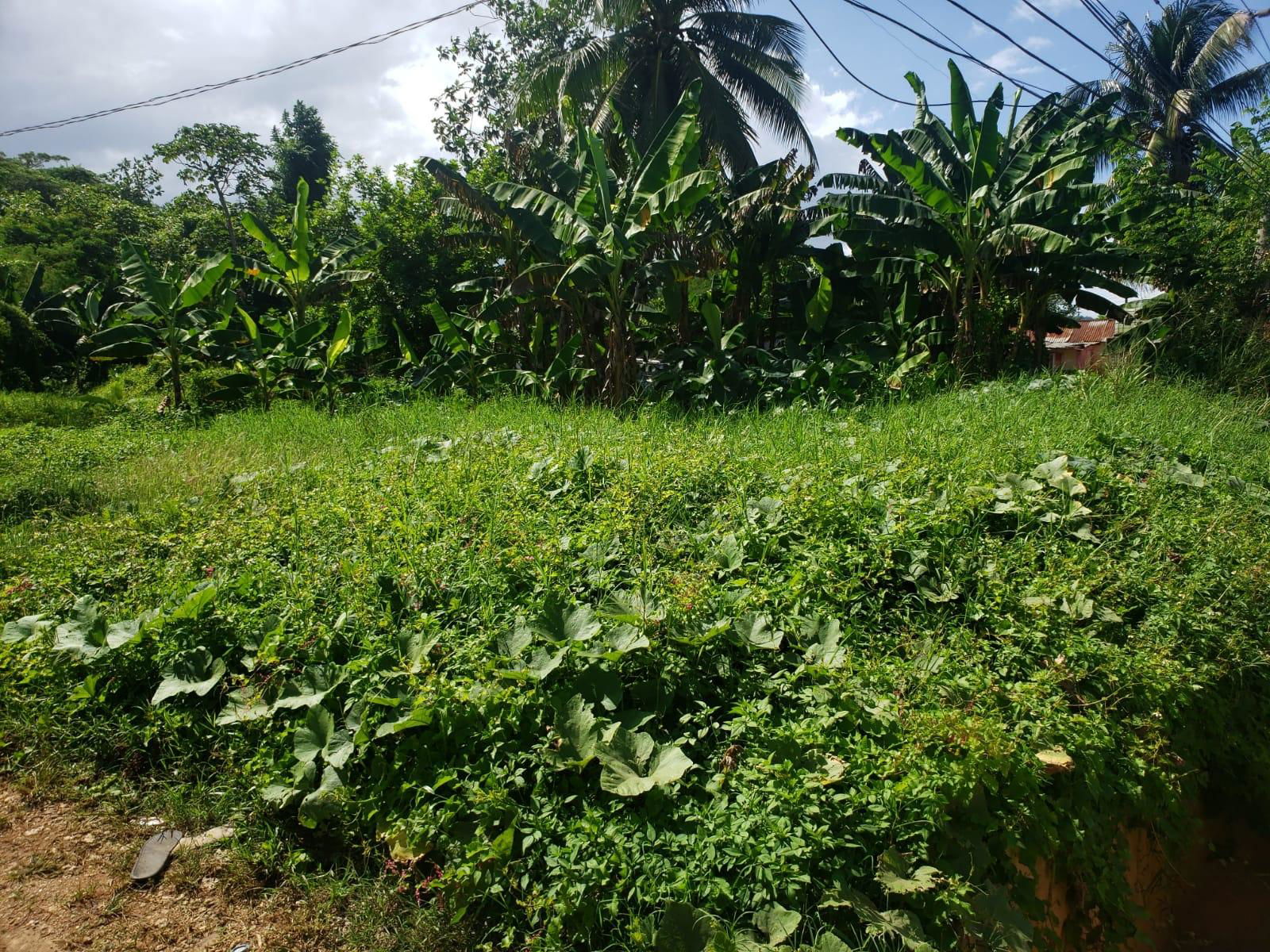 Third image of Land Part of Santa Cruz in Santa Cruz, St. Elizabeth, Jamaica - property is For Sale