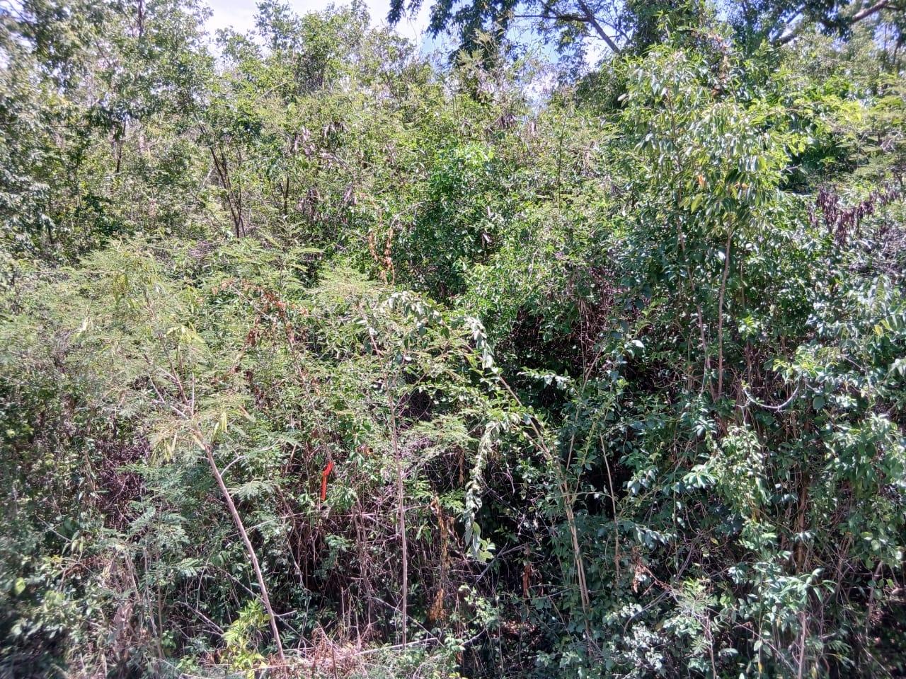 Second image of Block A-lot 126 Blue Mountain Road in Albion, St. Thomas, Jamaica - property is For Sale