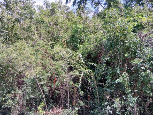 Second image of Block A-lot 126 Blue Mountain Road in Albion, St. Thomas, Jamaica - property is For Sale