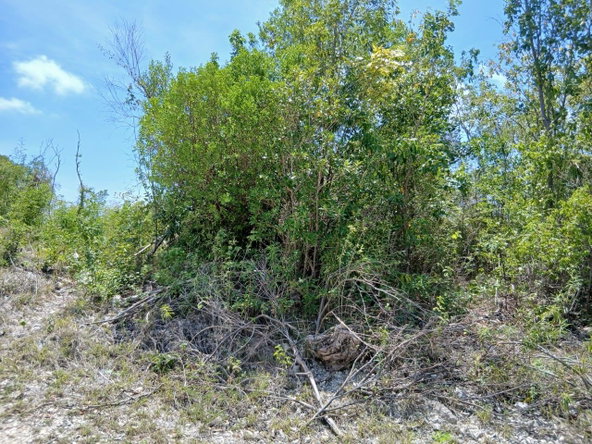 Third image of Block A-lot 126 Blue Mountain Road in Albion, St. Thomas, Jamaica - property is For Sale