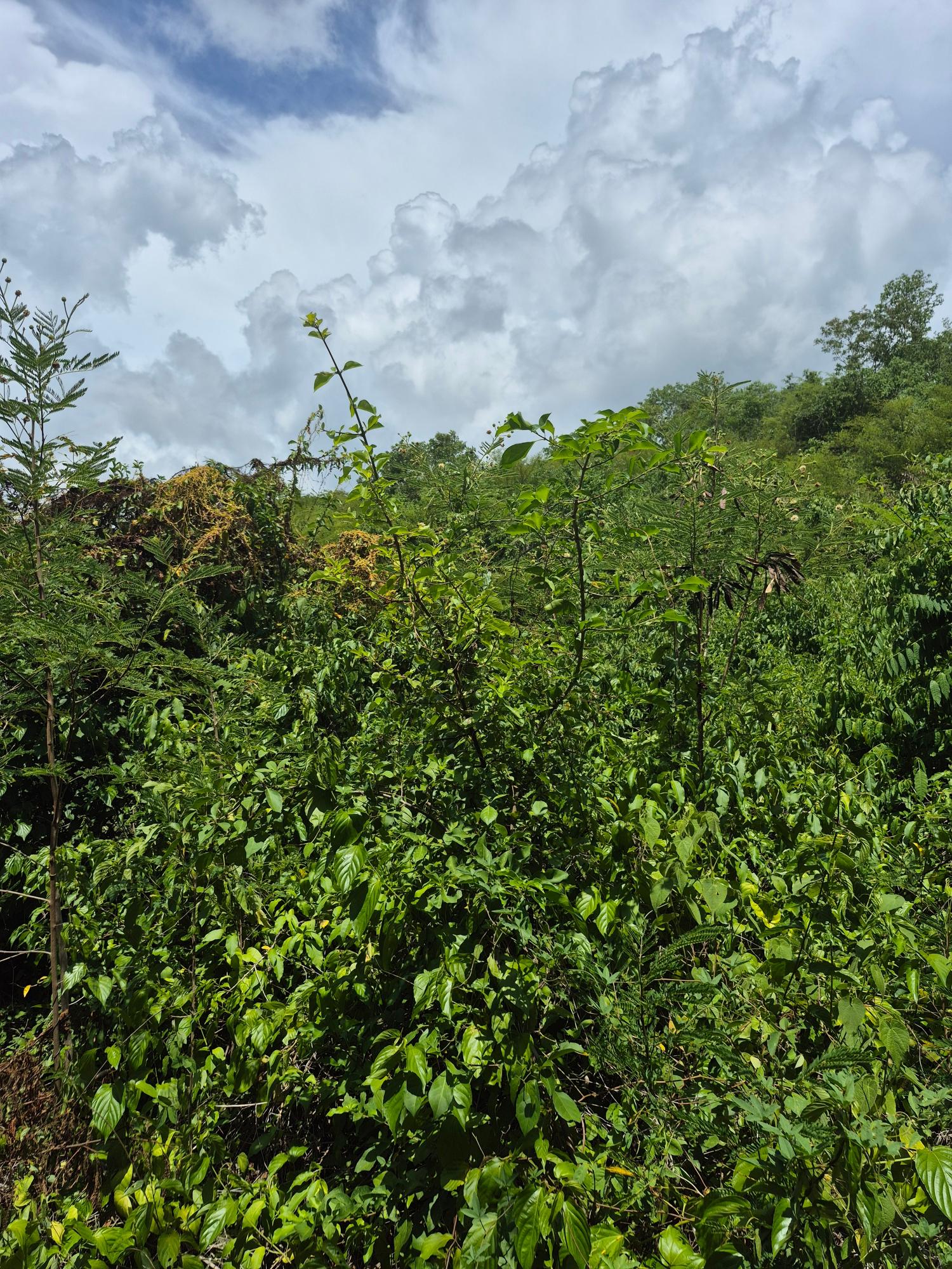 Second image of Block C-lot 68 c Alpine Way in Albion, St. Thomas, Jamaica - property is For Sale