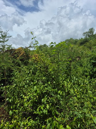 Second image of Block C-lot 68 c Alpine Way in Albion, St. Thomas, Jamaica - property is For Sale
