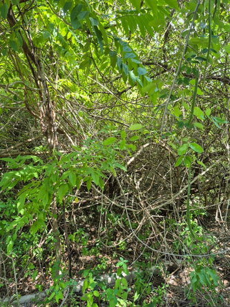Fourth image of Block C-lot 5 Alpine Way in Albion, St. Thomas, Jamaica - property is For Sale
