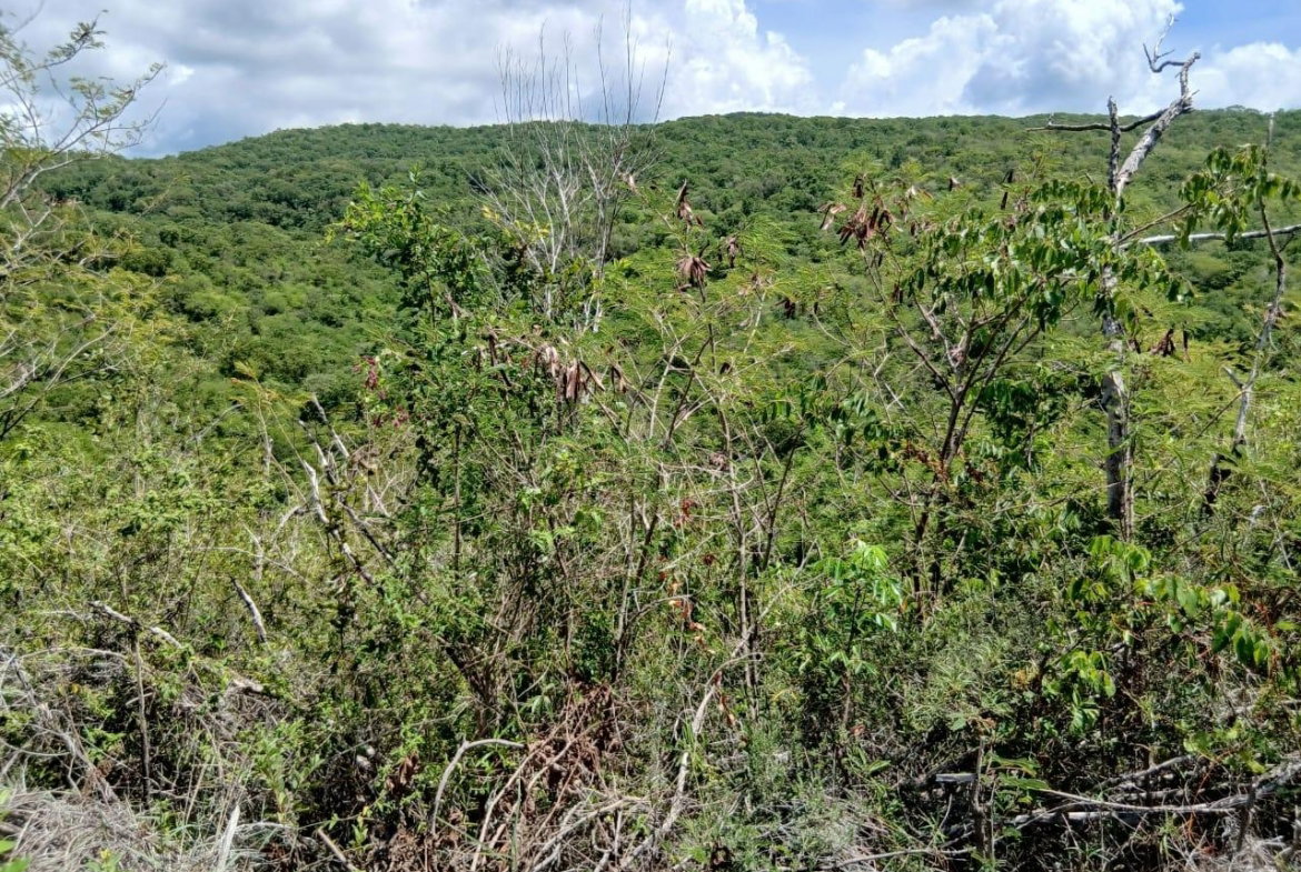 Fifth image of Block A-lot 95 Santa Cruz Road in Albion, St. Thomas, Jamaica - property is For Sale