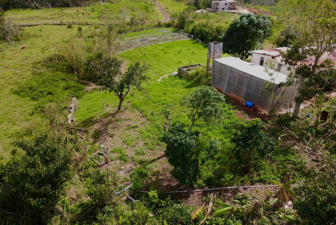 Eleventh image of Daleys Grove Knock Patric in Mandeville, Manchester, Jamaica - property is For Sale