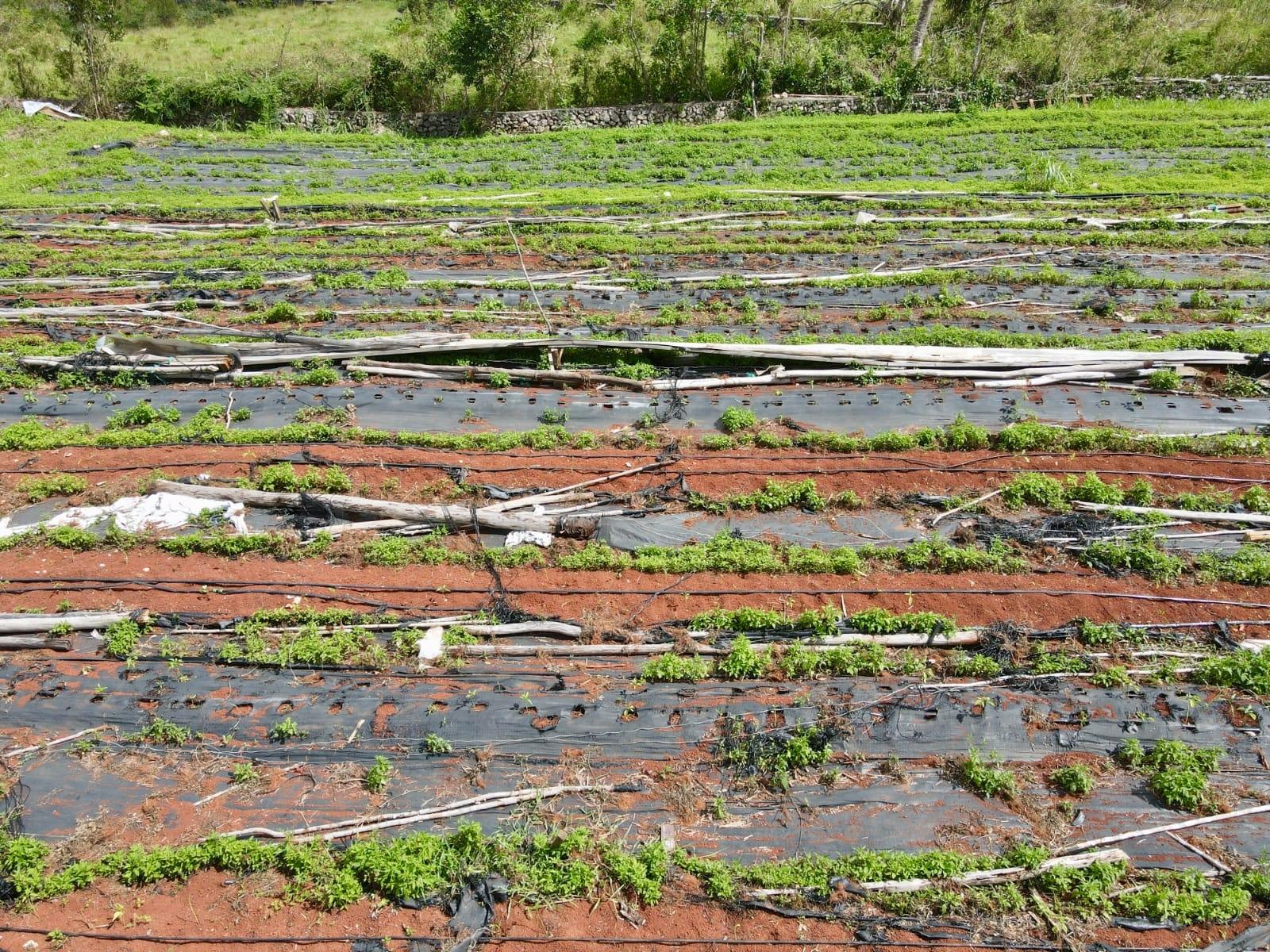 1-Acre-Development-Land-with-Fixer-Upper-Home-for-Sale-in-Daleys-Grove-Knock-Patrick-Manchester-Jamaica Thirteenth image of Daleys Grove Knock Patric in Mandeville, Manchester, Jamaica - property is For Sale