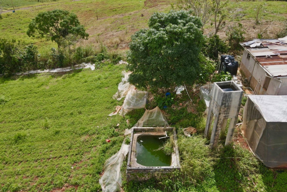 Seventeenth image of Daleys Grove Knock Patric in Mandeville, Manchester, Jamaica - property is For Sale