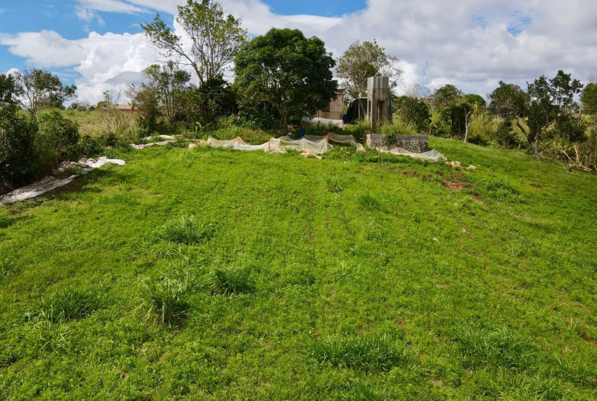 Seventh image of Daleys Grove Knock Patric in Mandeville, Manchester, Jamaica - property is For Sale