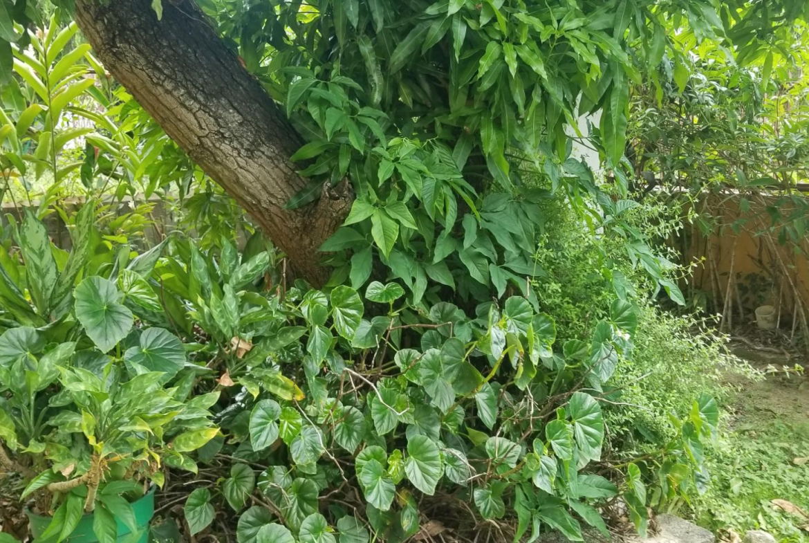 Eighth image of 4 Doyle Close in Kingston 19, St. Andrew, Jamaica - property is For Rent