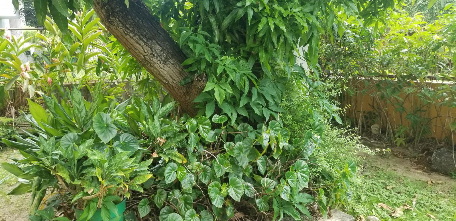 Eighth image of 4 Doyle Close in Kingston 19, St. Andrew, Jamaica - property is For Rent