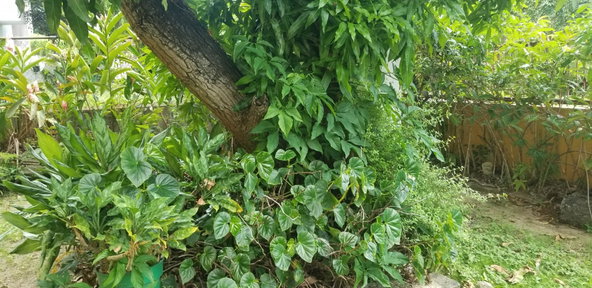 Eighth image of 4 Doyle Close in Kingston 19, St. Andrew, Jamaica - property is For Rent