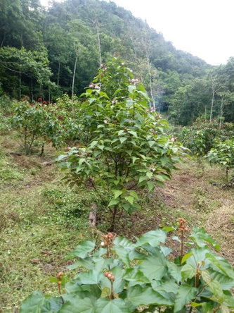 Eleventh image of Oxford And Cambridge mt in Clarks Town, Trelawny, Jamaica - property is For Rent