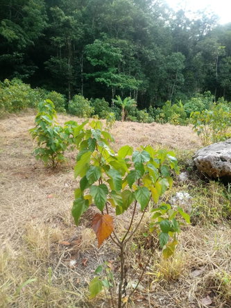 Thirteenth image of Oxford And Cambridge mt in Clarks Town, Trelawny, Jamaica - property is For Rent