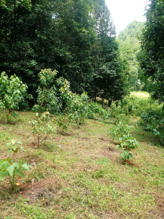 Fourteenth image of Oxford And Cambridge mt in Clarks Town, Trelawny, Jamaica - property is For Rent