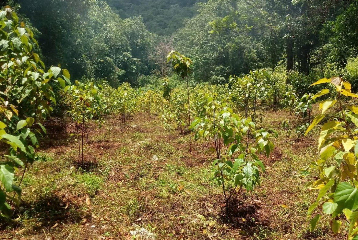 Sixteenth image of Oxford And Cambridge mt in Clarks Town, Trelawny, Jamaica - property is For Rent