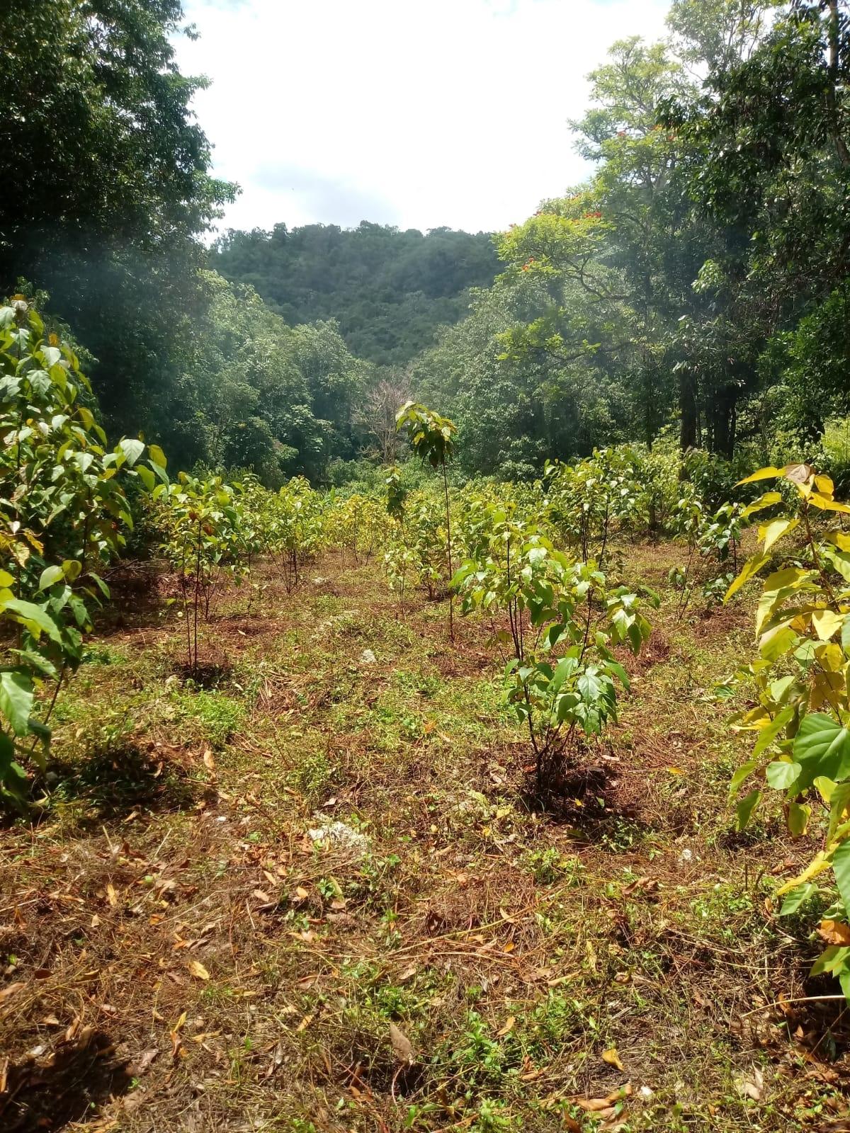 Sixteenth image of Oxford And Cambridge mt in Clarks Town, Trelawny, Jamaica - property is For Rent