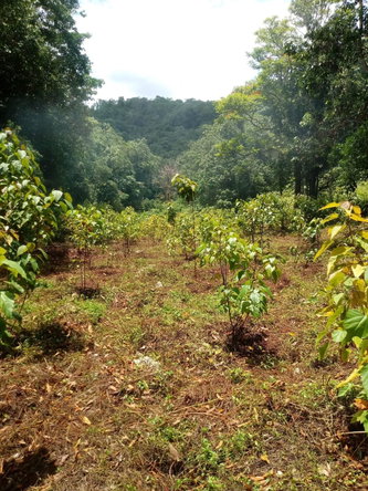 Sixteenth image of Oxford And Cambridge mt in Clarks Town, Trelawny, Jamaica - property is For Rent