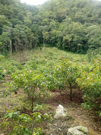 Seventeenth image of Oxford And Cambridge mt in Clarks Town, Trelawny, Jamaica - property is For Rent