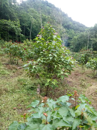 Eighteenth image of Oxford And Cambridge mt in Clarks Town, Trelawny, Jamaica - property is For Rent