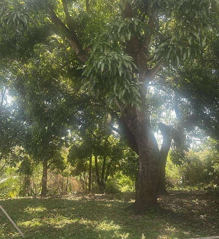 Second image of Lot 32 Part of Hope Pastures in Kingston 6, St. Andrew, Jamaica - property is For Sale
