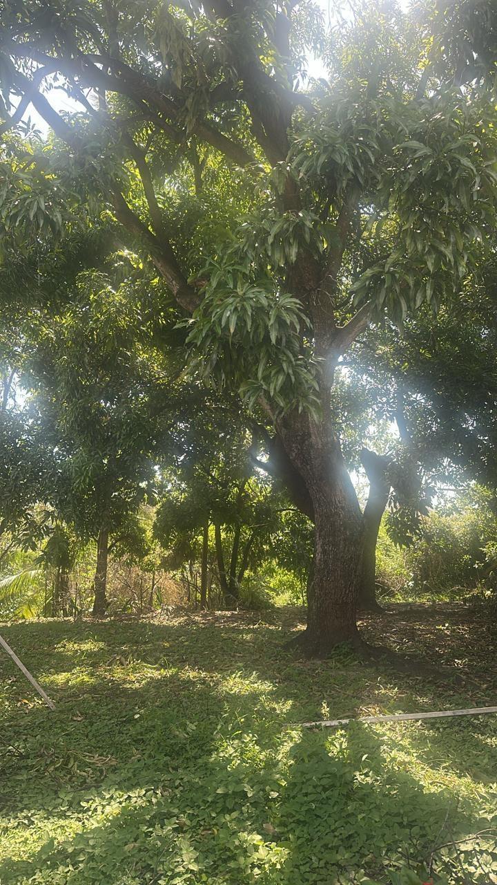 Second image of Lot 32 Part of Hope Pastures in Kingston 6, St. Andrew, Jamaica - property is For Sale