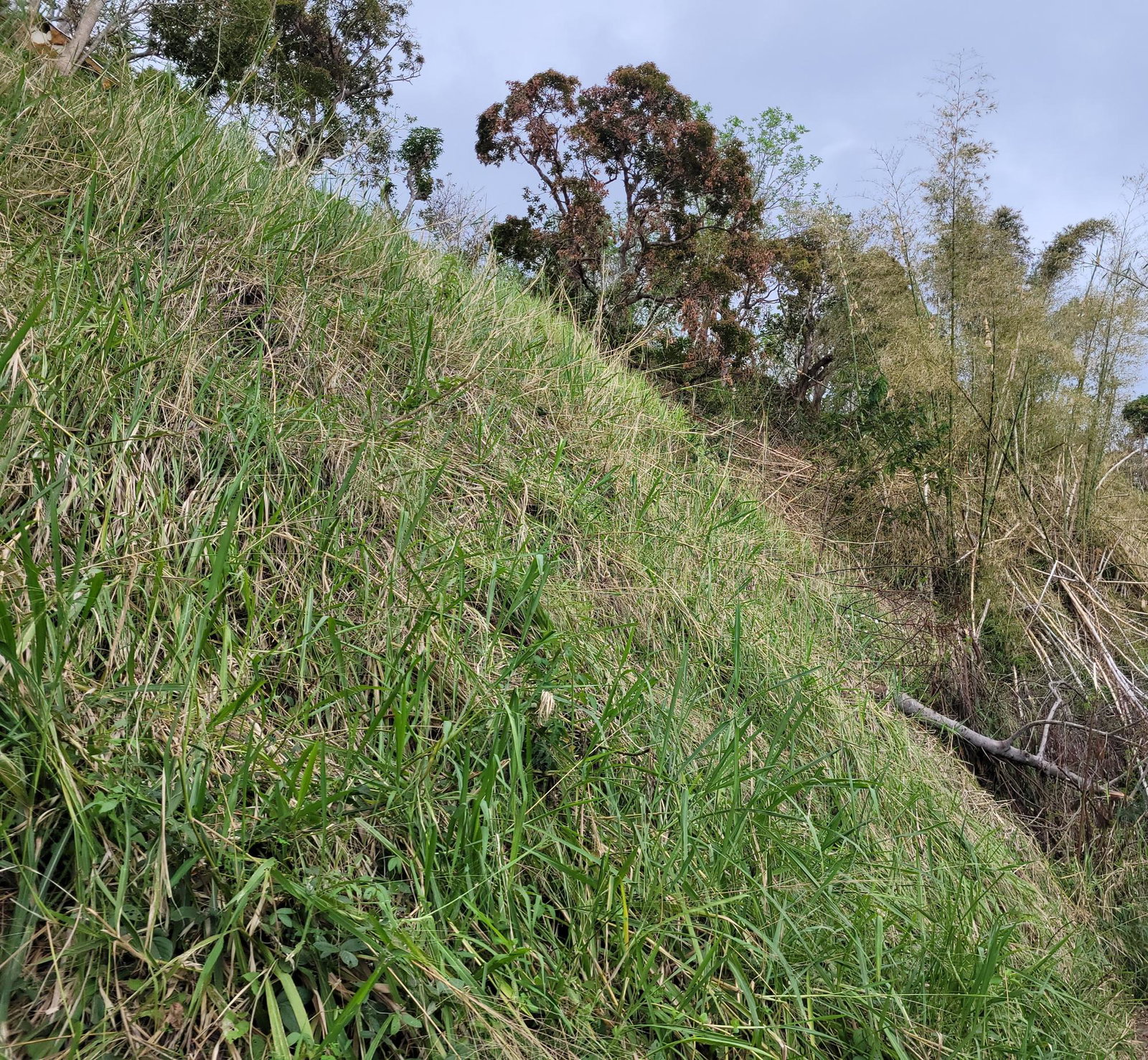 Second image of Hermitage, Norbrook in Kingston 8, St. Andrew, Jamaica - property is For Sale