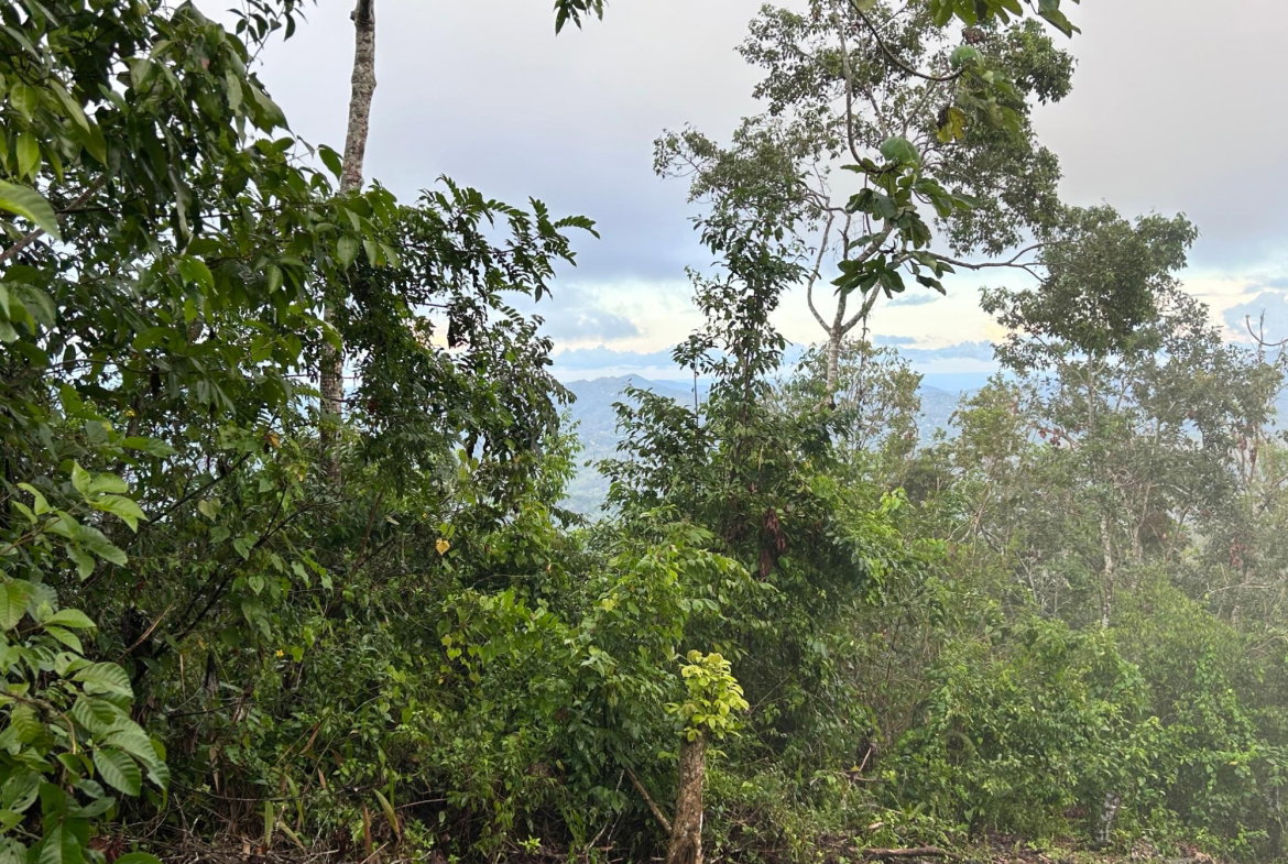 Fifth image of 53 Coopers Hill in Red Hills, St. Andrew, Jamaica - property is For Sale