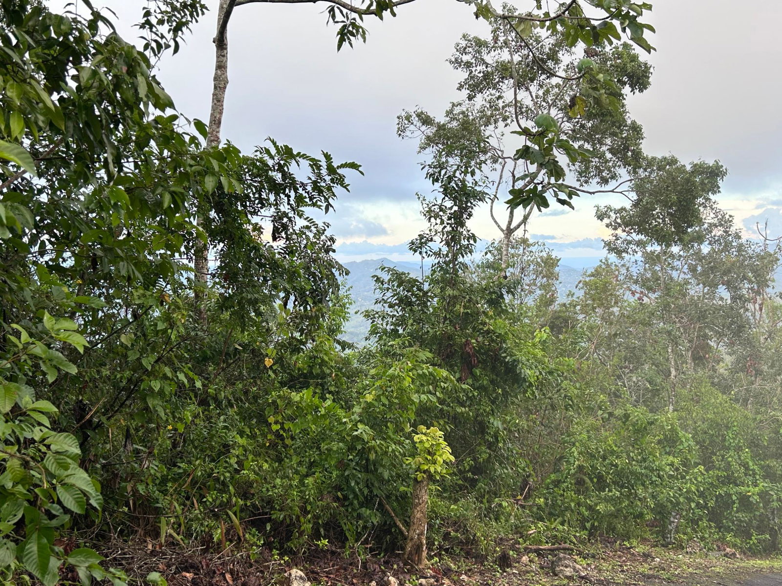Fifth image of 53 Coopers Hill in Red Hills, St. Andrew, Jamaica - property is For Sale