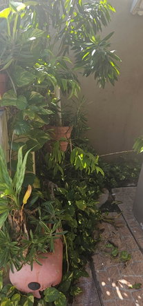 First image of 465 Seaview Gardens in Kingston 11, St. Andrew, Jamaica - property is For Sale