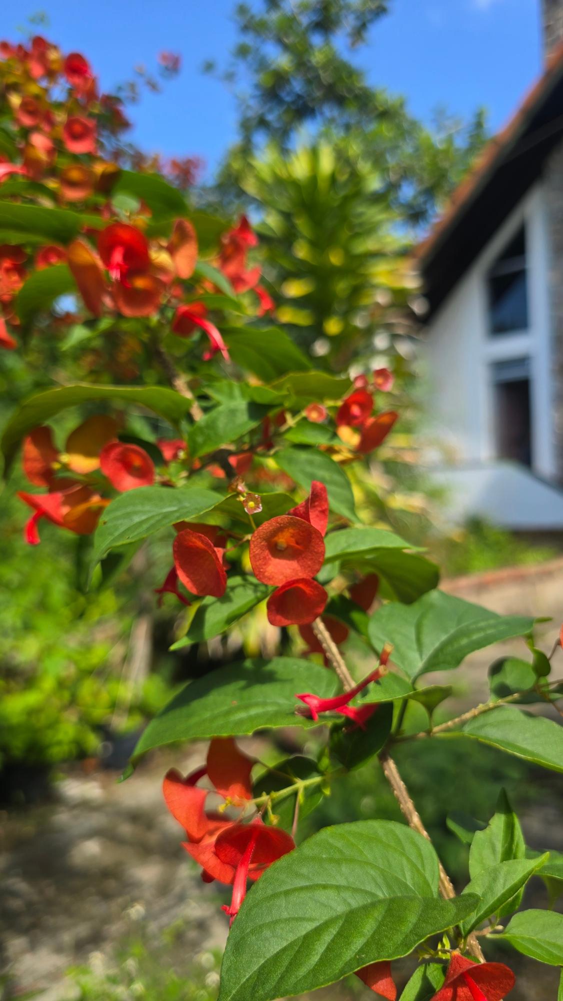 Eleventh image of Irish Town Main Road in Irish Town P.A., St. Andrew, Jamaica - property is For Sale