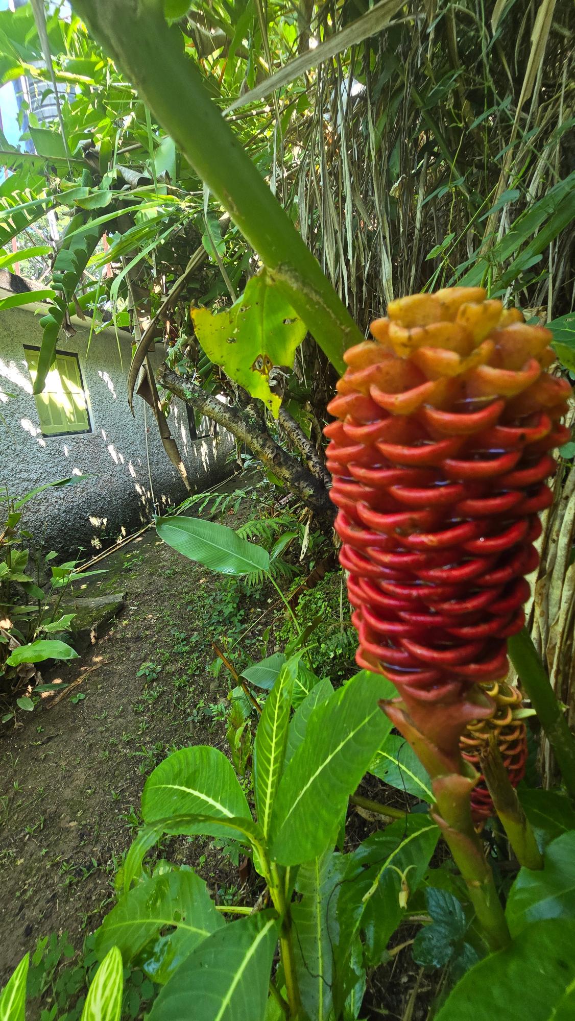 Eighth image of Irish Town Main Road in Irish Town P.A., St. Andrew, Jamaica - property is For Sale