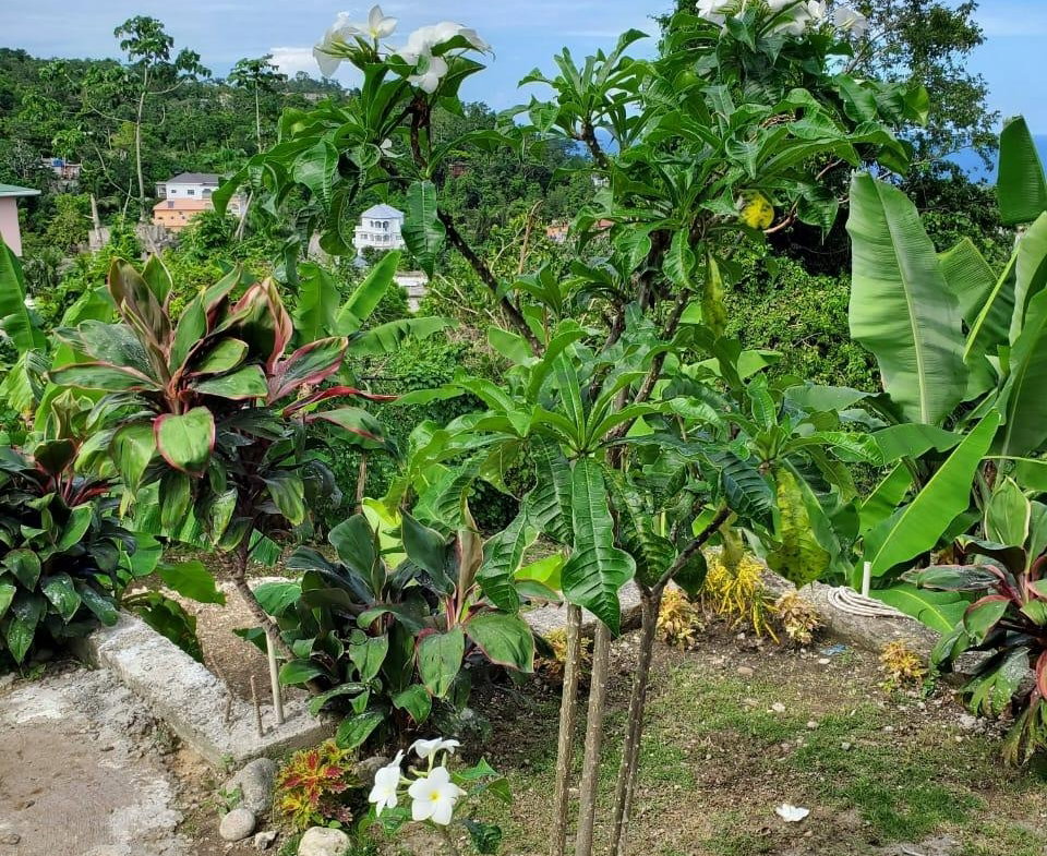 Twenty-Second image of 4 Mountain Drive, Spring va in Spring Valley, St. Mary, Jamaica - property is For Rent