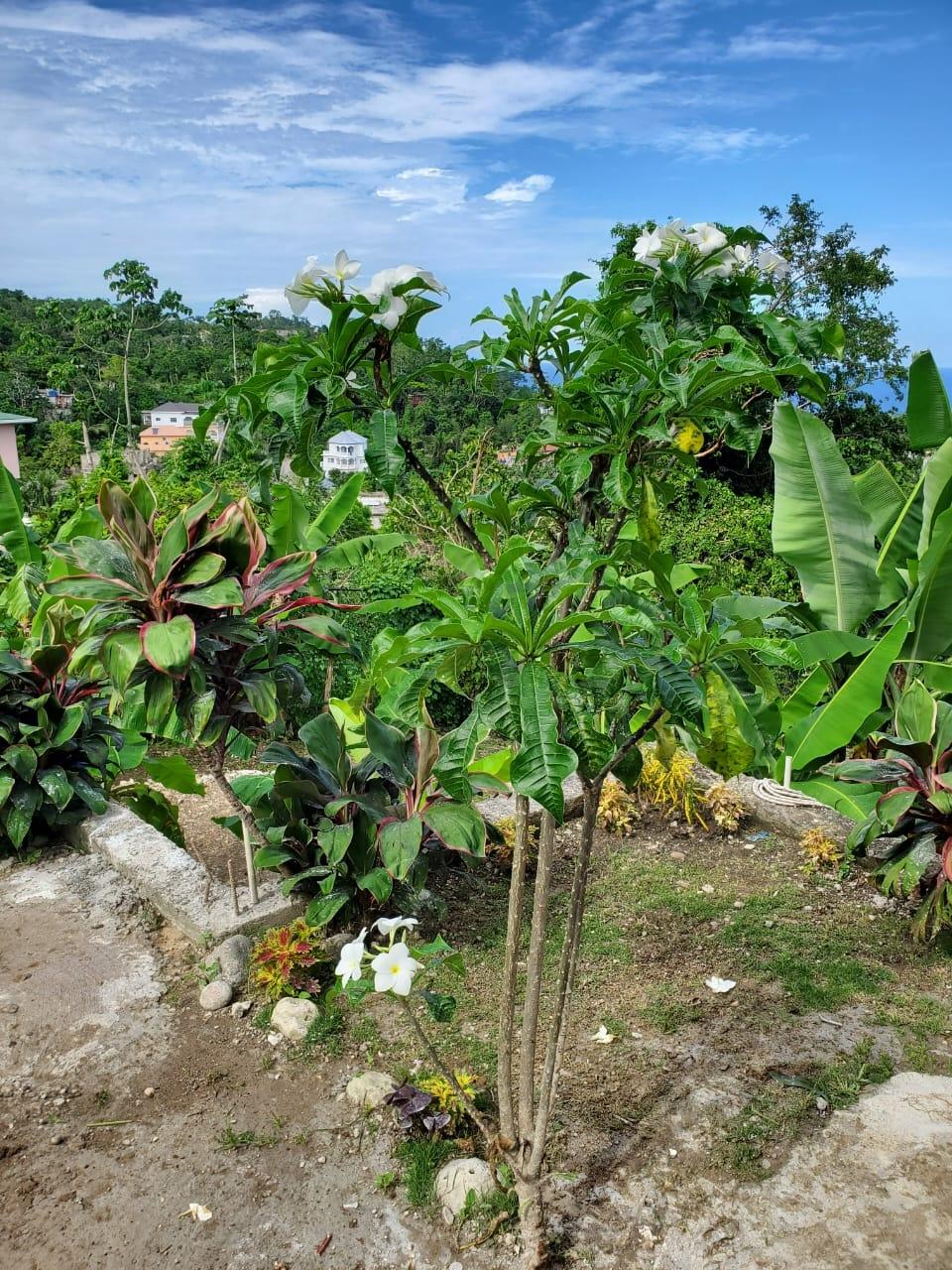 Twenty-Second image of 4 Mountain Drive, Spring va in Spring Valley, St. Mary, Jamaica - property is For Rent