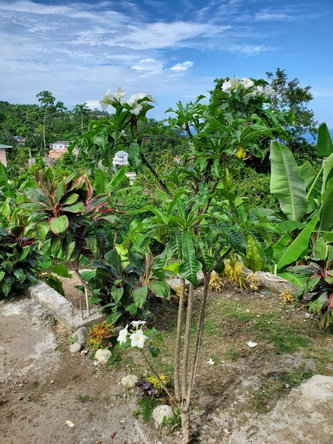 Twenty-Second image of 4 Mountain Drive, Spring va in Spring Valley, St. Mary, Jamaica - property is For Rent