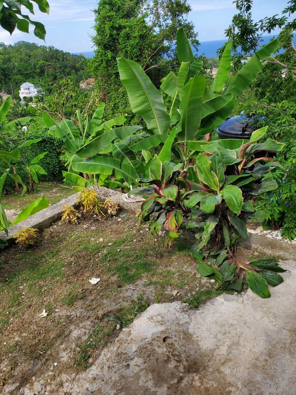 Twenty-Third image of 4 Mountain Drive, Spring va in Spring Valley, St. Mary, Jamaica - property is For Rent