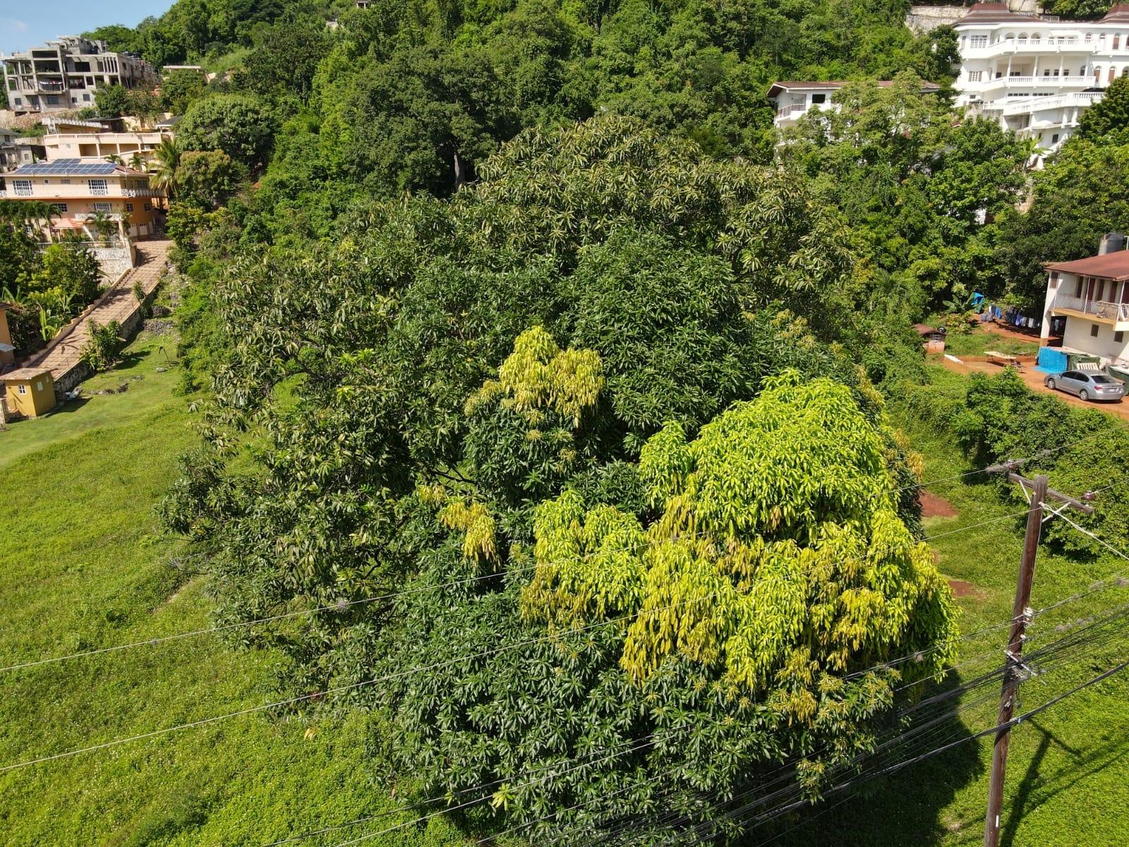 Exceptional-1-Acre-Residential-Lot-for-Sale-in-St.-Andrew-Jamaica-–-22-Kirkland-Avenue Sixth image of 22 Kirkland Avenue in Kingston 19, St. Andrew, Jamaica - property is For Sale