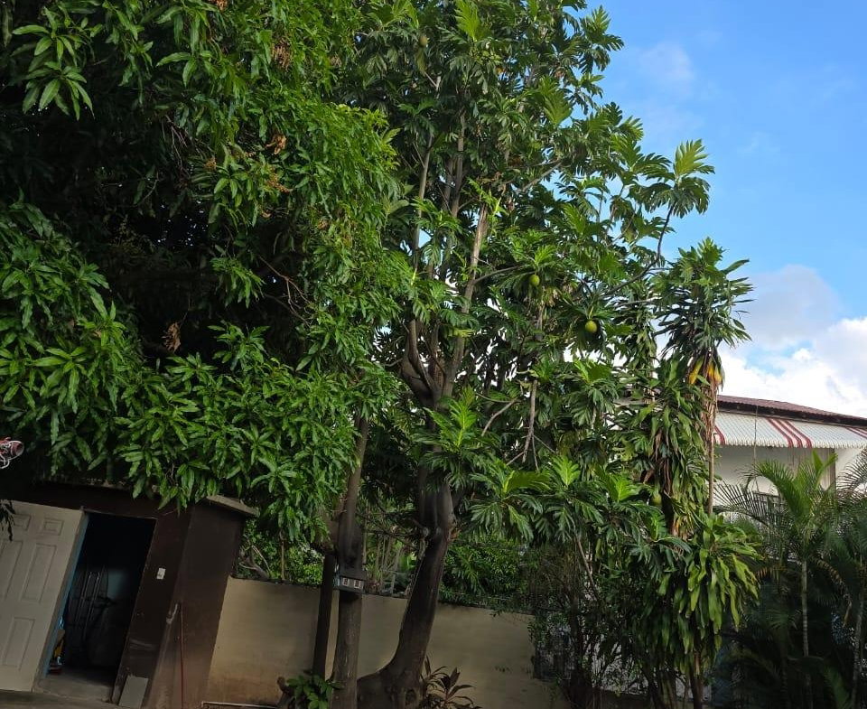 Twenty-Ninth image of 14 Idaho Drive in Kingston 19, St. Andrew, Jamaica - property is For Sale