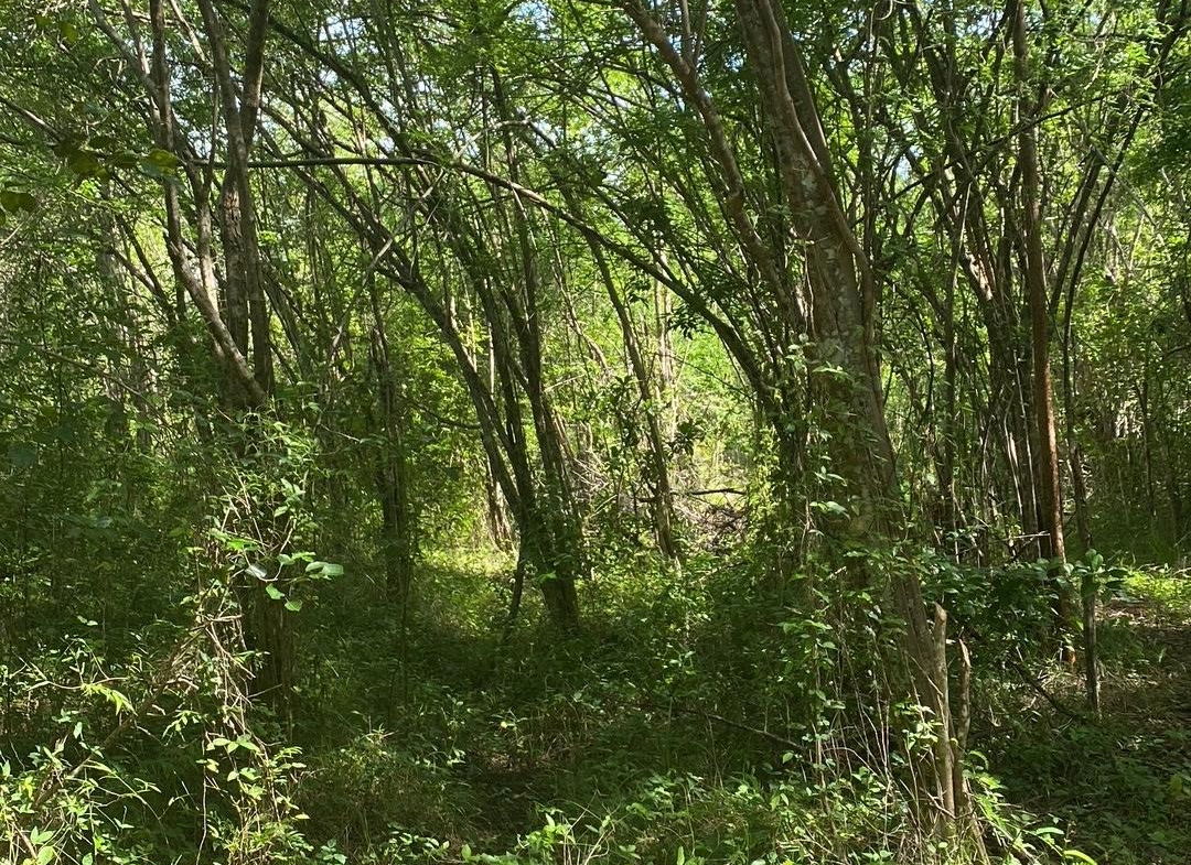 Second image of Luana Development in Black River, St. Elizabeth, Jamaica - property is For Sale