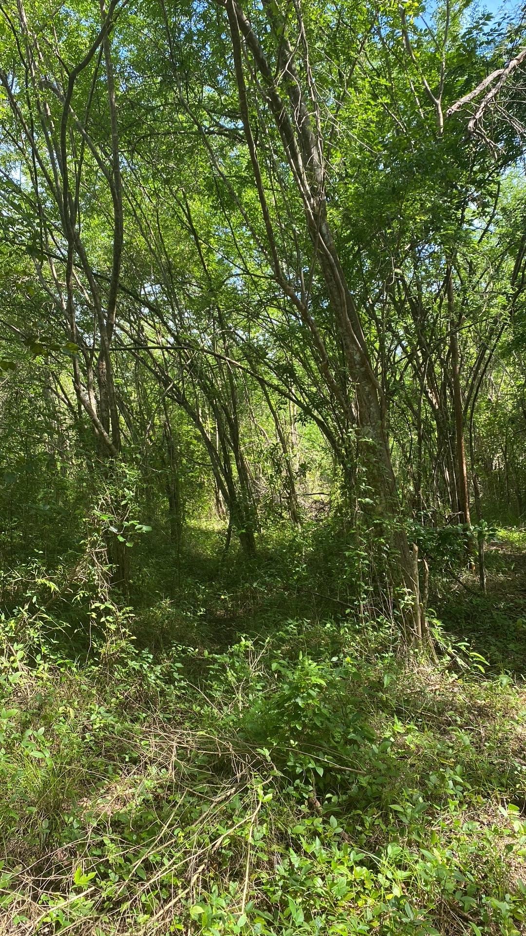 Prime-Development-Land-for-Sale-in-Luana-St.-Elizabeth-Jamaica Second image of Luana Development in Black River, St. Elizabeth, Jamaica - property is For Sale