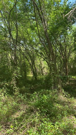 Second image of Luana Development in Black River, St. Elizabeth, Jamaica - property is For Sale