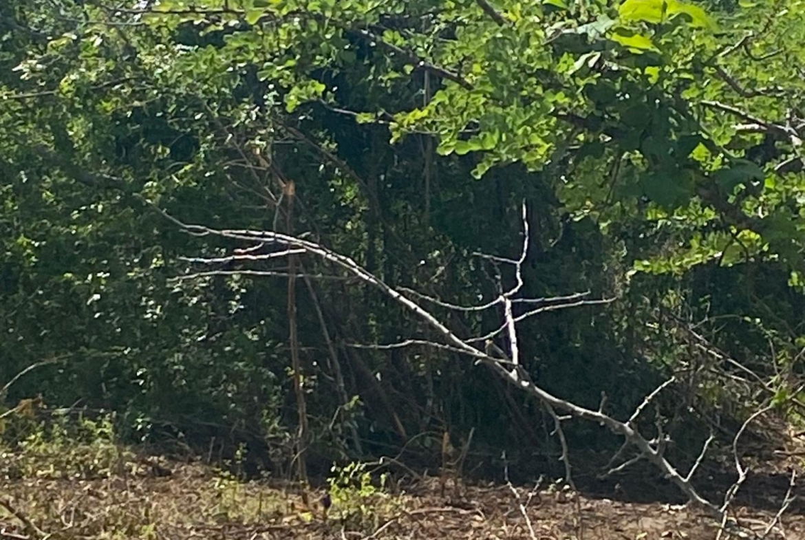 Eleventh image of Luana Development in Black River, St. Elizabeth, Jamaica - property is For Sale