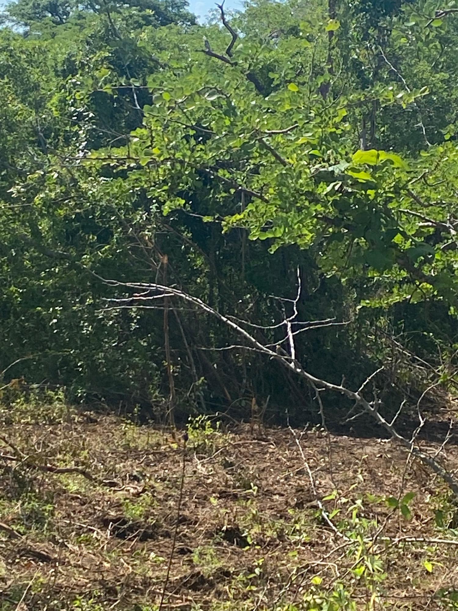 Prime-Development-Land-for-Sale-in-Luana-St.-Elizabeth-Jamaica Eleventh image of Luana Development in Black River, St. Elizabeth, Jamaica - property is For Sale