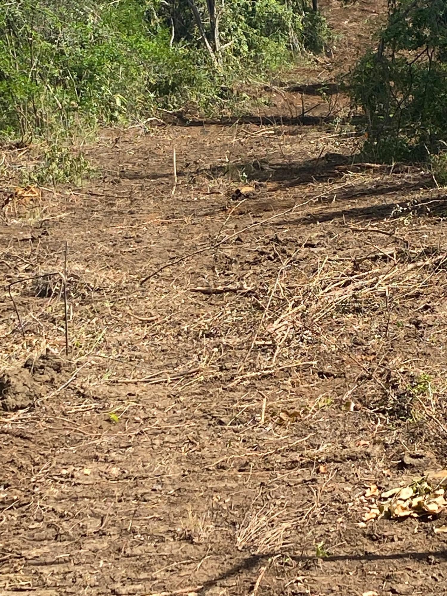 Prime-Development-Land-for-Sale-in-Luana-St.-Elizabeth-Jamaica Twelfth image of Luana Development in Black River, St. Elizabeth, Jamaica - property is For Sale