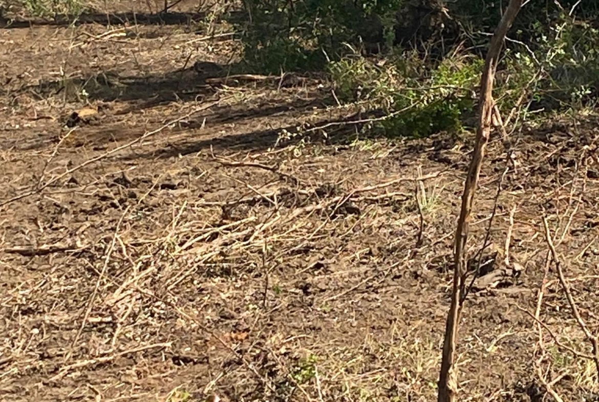 Thirteenth image of Luana Development in Black River, St. Elizabeth, Jamaica - property is For Sale