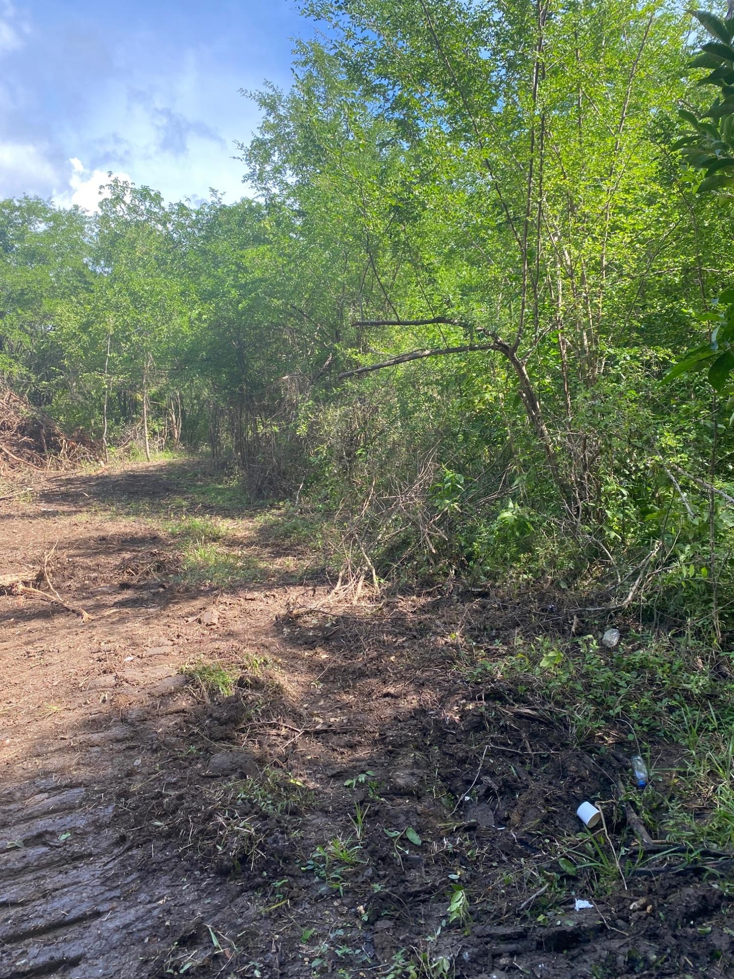 Prime-Development-Land-for-Sale-in-Luana-St.-Elizabeth-Jamaica Fifteenth image of Luana Development in Black River, St. Elizabeth, Jamaica - property is For Sale