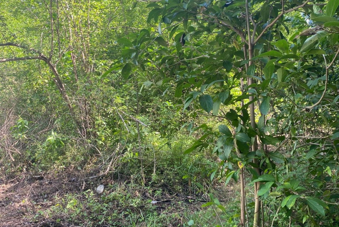 Sixteenth image of Luana Development in Black River, St. Elizabeth, Jamaica - property is For Sale