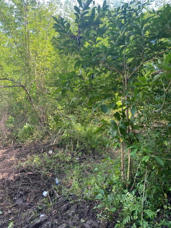 Sixteenth image of Luana Development in Black River, St. Elizabeth, Jamaica - property is For Sale
